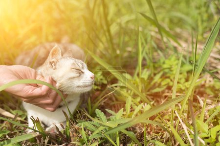 Téléchargez les photos : Femme toucher un chat en plein air - en image libre de droit