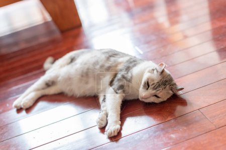 Foto de Gato tabby blanco acostado en el suelo en casa - Imagen libre de derechos