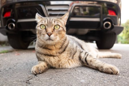 Photo for Lazy tabby cat sleep on a ground in front of a car - Royalty Free Image