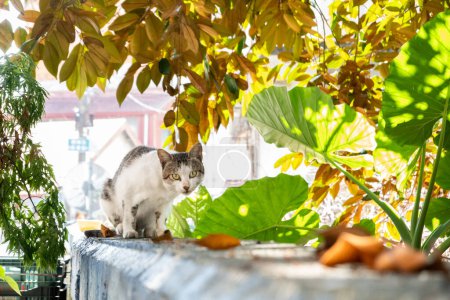 Photo for Carefully stray cat look at you at the outside - Royalty Free Image