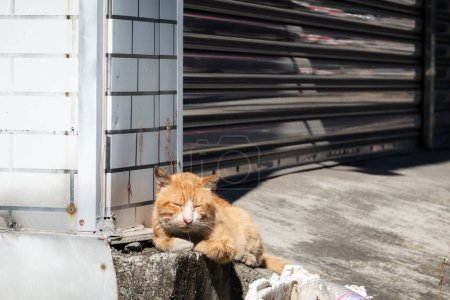 Foto de Gato callejero estaba enfermo y babeando en la calle - Imagen libre de derechos