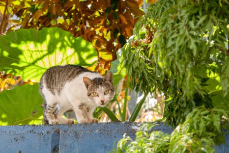 Photo for Carefully stray cat look at you at the outside - Royalty Free Image