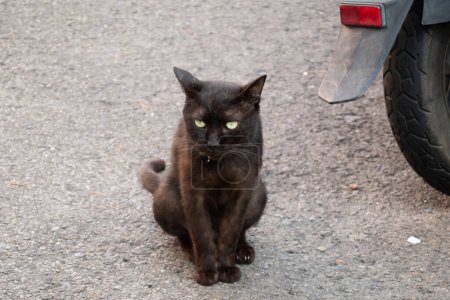 Photo for Stray black cat sit on ground and wait for someone - Royalty Free Image