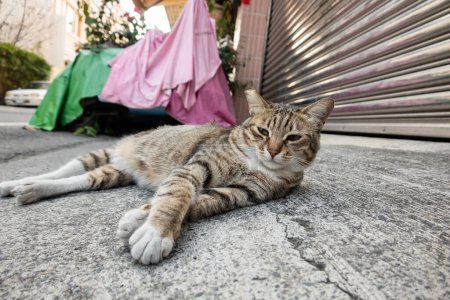 Téléchargez les photos : Paresseux chat vagabond chat dormir dans la rue dans la ville - en image libre de droit
