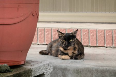 Téléchargez les photos : Tortue chat assis et vous regarder à la rue - en image libre de droit