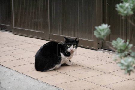 Téléchargez les photos : Chat noir et blanc errant s'asseoir et attendre devant une porte à l'extérieur - en image libre de droit