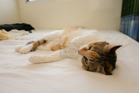 Foto de Lindo grasa tortoiseshell gato dormir en un cama en el hogar - Imagen libre de derechos