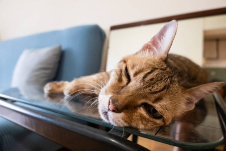 Téléchargez les photos : Vieux chat tabby assis sur une table avec miroir réflexion à la maison - en image libre de droit