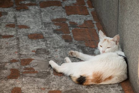 Téléchargez les photos : Chat errant couché sur le sol dans la ville - en image libre de droit