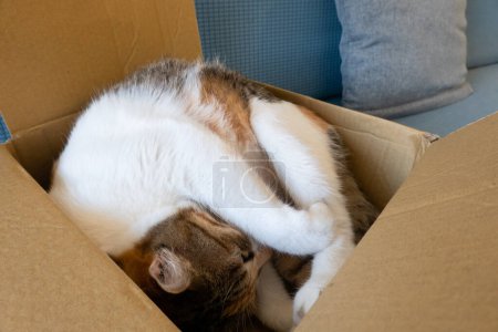 Téléchargez les photos : Cute tortoiseshell cat sleep in a carton at home - en image libre de droit