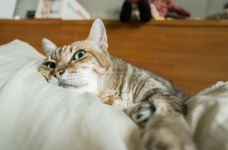 Photo for Lazy and funny tabby cat stay on a bed at home - Royalty Free Image