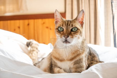 Téléchargez les photos : Paresseux et drôle chat tabby dormir sur un lit à la maison - en image libre de droit