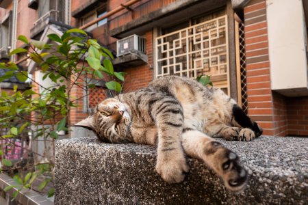 Téléchargez les photos : Paresseux chat tabby dormir sur un sol en face d'une voiture - en image libre de droit