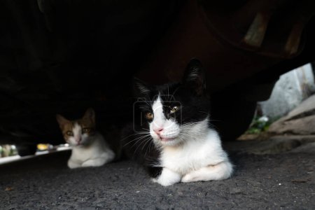 Streunende schwarz-weiße Katze versteckt sich mit ihrem Bruder in der Stadt unter einem Auto