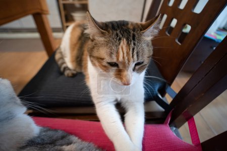 Téléchargez les photos : Mignon chat tortue assis sur une chaise à la maison - en image libre de droit