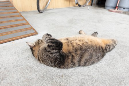 Photo for Domestic fat tabby sleeping on the ground in the outside - Royalty Free Image
