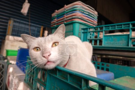 Foto de Gato blanco con ojos amarillos mirando desde una caja azul, entorno industrial. - Imagen libre de derechos