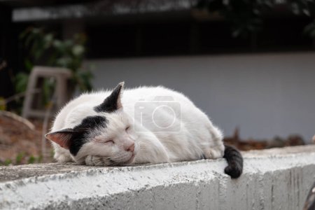 Photo for White and black cat sleeping on a concrete wall, looking peaceful. - Royalty Free Image