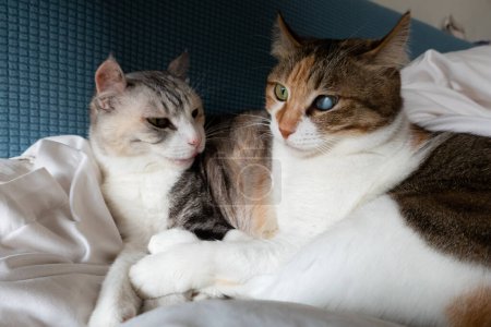 Téléchargez les photos : Deux chats couchés ensemble sur une chaise bleue texturée, l'un regardant ailleurs. - en image libre de droit