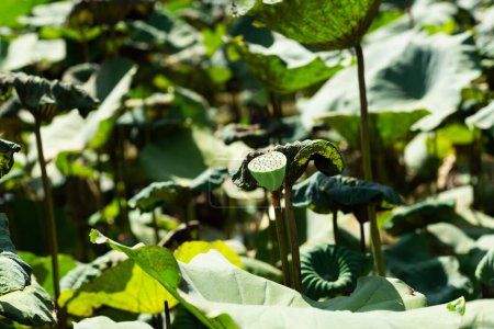 Téléchargez les photos : Gousse de lotus verte dans la ferme - en image libre de droit