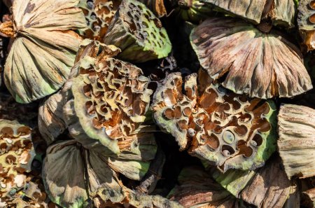 Téléchargez les photos : Piles de gousse de graine sèche de lotus - en image libre de droit