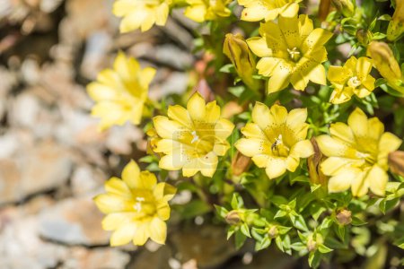 Téléchargez les photos : Espèces indigènes de fleurs jaunes de gentiane vivant à la montagne Hehuan dans la journée - en image libre de droit