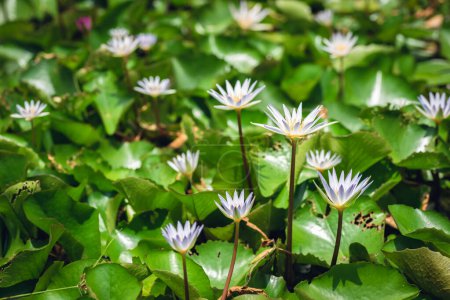 Photo for White lotus flower with green leaves in the farm - Royalty Free Image