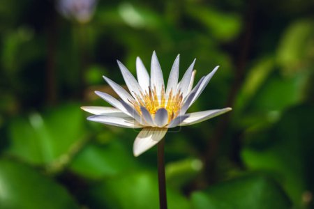 Foto de Flor de loto blanco con hojas verdes en la granja - Imagen libre de derechos