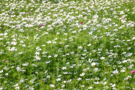 Téléchargez les photos : Blanc cosmos fleurs ferme en plein air - en image libre de droit