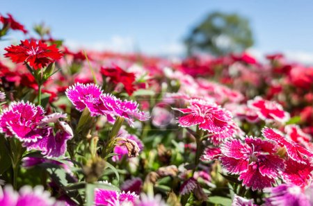 Téléchargez les photos : Fleurs de dianthus dans le jardin à l'extérieur sous le ciel bleu - en image libre de droit