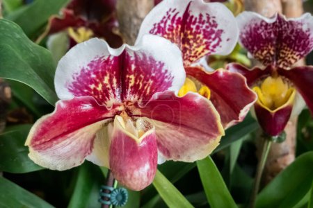 Téléchargez les photos : Belle fleur d'orchidée dans la couleur pourpre et blanche à la maison - en image libre de droit