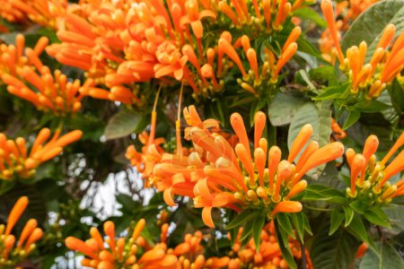 Téléchargez les photos : Fleurs de vigne de trompette flamboyante orange sous le ciel à Taiwan - en image libre de droit