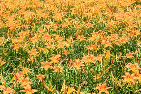Photo for Landscape of tiger lily (orange daylily) flowers farm at Taiwan - Royalty Free Image