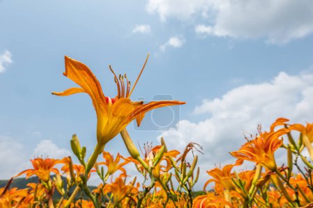 Photo for Landscape of tiger lily (orange daylily) flowers farm at Taiwan - Royalty Free Image