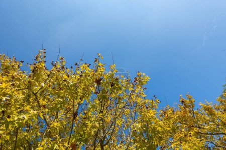 Foto de Hojas amarillas bajo el cielo azul, concepto de otoño - Imagen libre de derechos