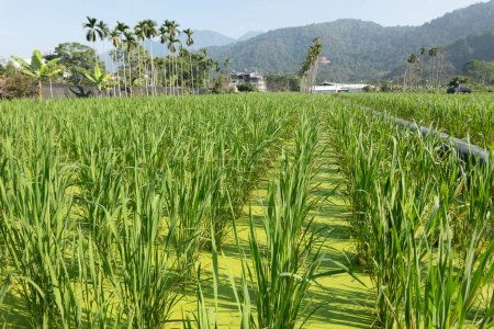 Photo for Water bamboo(zizania latifolia) farm with water at Nantou, Taiwan - Royalty Free Image