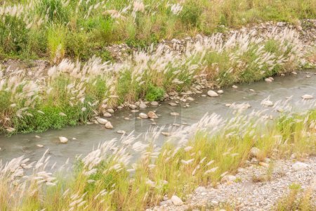 Foto de Hierba de caña de azúcar silvestre con flores blancas y semillas en el campo cerca de un río en Nantou, Taiwán - Imagen libre de derechos