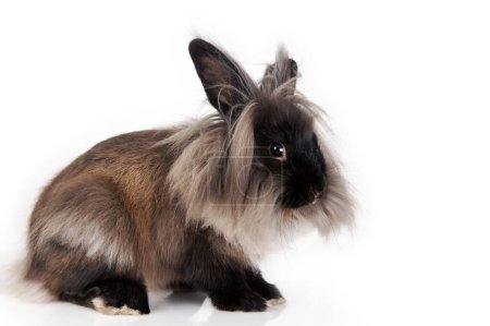 Photo for Cute lionhead bunny rabbit isolated on white - Royalty Free Image