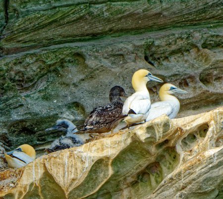Photo for Gannets are large white birds with yellowish heads, black-tipped wings and long bills. Northern gannets are the largest seabirds in the North Atlantic, having a wingspan of up to 6 1 2 feet. - Royalty Free Image