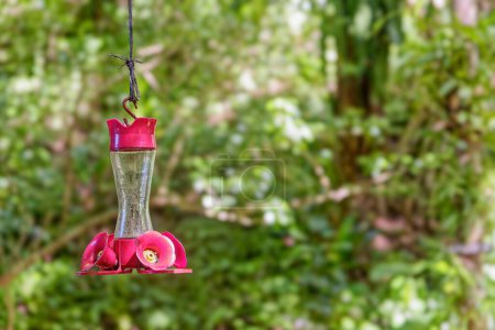 Hummingbird Feeder in Forest with Dappled LIght