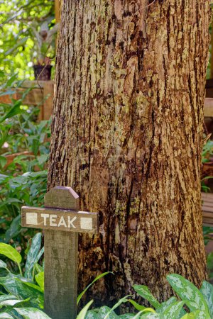 Teak Tree dans Sandy Bay, le Honduras
