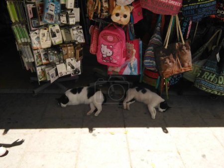 Foto de Foto de dos gatos durmiendo en la tienda vendiendo bolsas. - Imagen libre de derechos