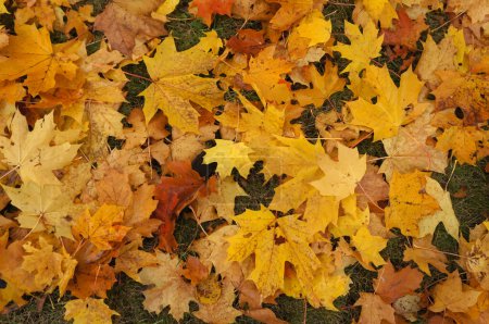 Ilustración de Imagen vectorial de las hojas de arce de otoño amarillo, rojo, naranja en la hierba verde. - Imagen libre de derechos