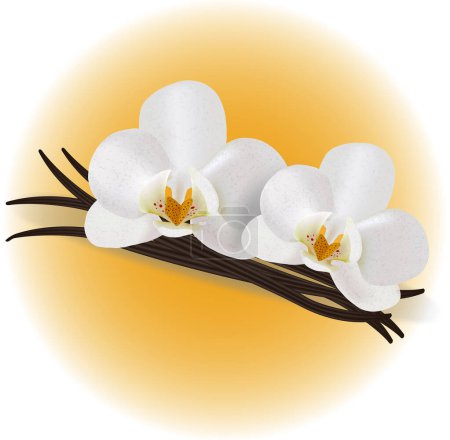Illustration for Vector image of brown ripe vanilla sticks and two white aromatic vanilla flowers with a shadow isolated on the yellow background. - Royalty Free Image