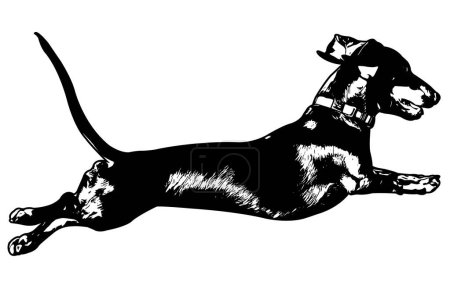 Illustration for Dachshund jumping, sketch silhouette - vector - Royalty Free Image