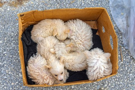 Téléchargez les photos : Chiens beiges nouveau-nés hongrois Puli Dog en boîte - en image libre de droit