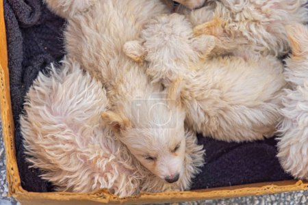 Téléchargez les photos : Nouveau-né hongrois Puli chien beige chiots animaux de compagnie - en image libre de droit