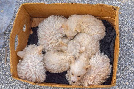 Téléchargez les photos : Chiens beiges nouveau-nés hongrois Puli Dog en boîte - en image libre de droit