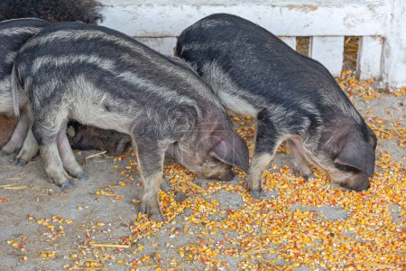 Photo for Newborn Piglets Black Mangalica Pig Hungarian Breed at Animal Farm - Royalty Free Image