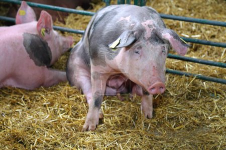 Foto de Cerdo grande en pocilga en granja - Imagen libre de derechos